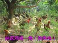 汕头建筑行业精英林先生到访土鸡蛋企业土大妈