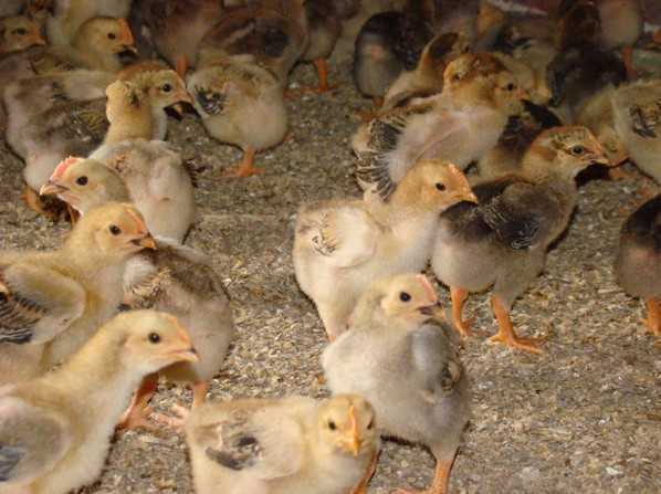 关于土大妈的蛋肉两用鸡(中鸡)新环境饲养注意事项