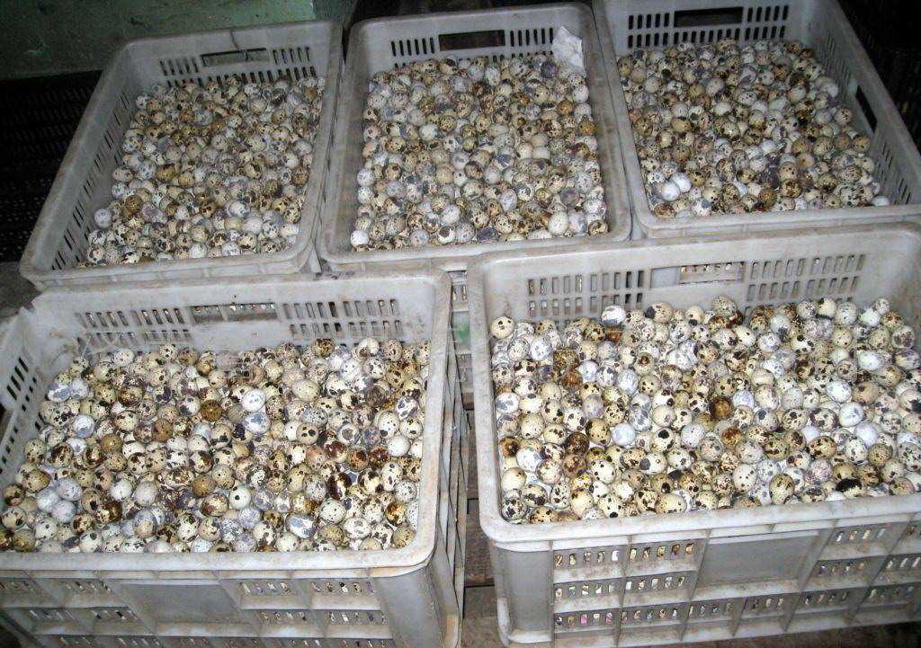 东莞鹌鹑蛋供应商