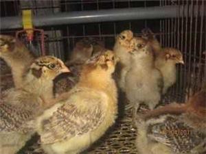 关于土大妈的蛋肉两用鸡(中鸡)新环境饲养注意事项