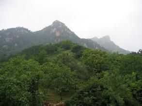 土大妈,清心