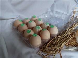 蛋鸡福利计划 推高欧盟土鸡蛋价格