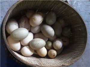 土大妈鸭蛋特点及品牌故事