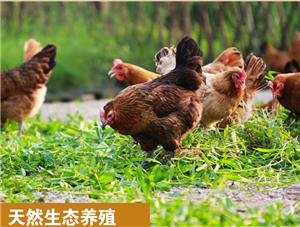 笨鸡蛋和普通鸡蛋的区别