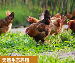 笨(土)鸡蛋与普通(洋)鸡蛋的区别小课堂
