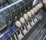 土大妈引进上市公司生产的蛋品光检清洁设备 ——专注于生产与经营高品质鸡蛋